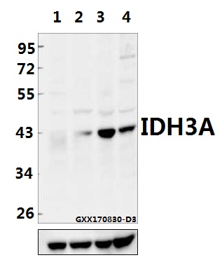 a09544 idh3a primary antiboties wb testing 1