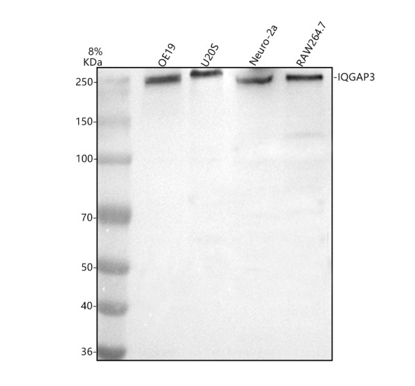 Western blot analysis of IQGAP3 using anti-IQGAP3 antibody (A09547-1)