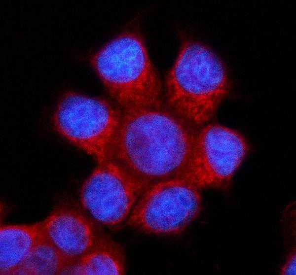 IF analysis of HSCB using anti-HSCB antibody (A09549-1)