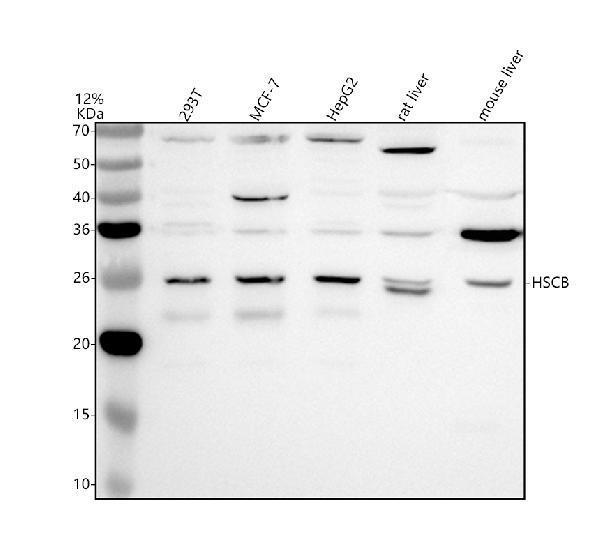 Western blot analysis of HSCB using anti-HSCB antibody (A09549-1)