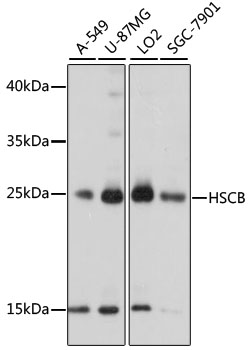 Western blot analysis of extracts of various cell lines, using HSCB antibody  at 1000 dilution