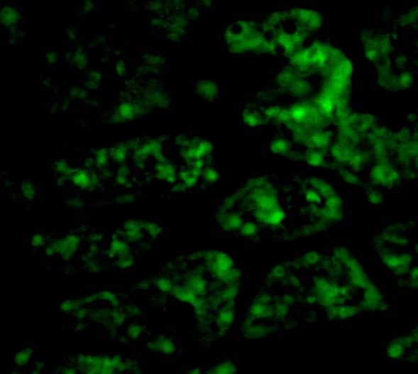a09550 1 c1qtnf1 primary antibodies if testing 3