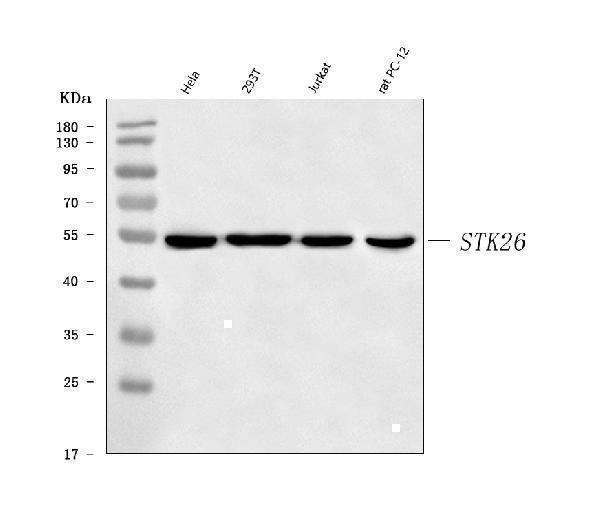  Western blot analysis of MST4/STK26 using anti-MST4/STK26 antibody (A09552-2)