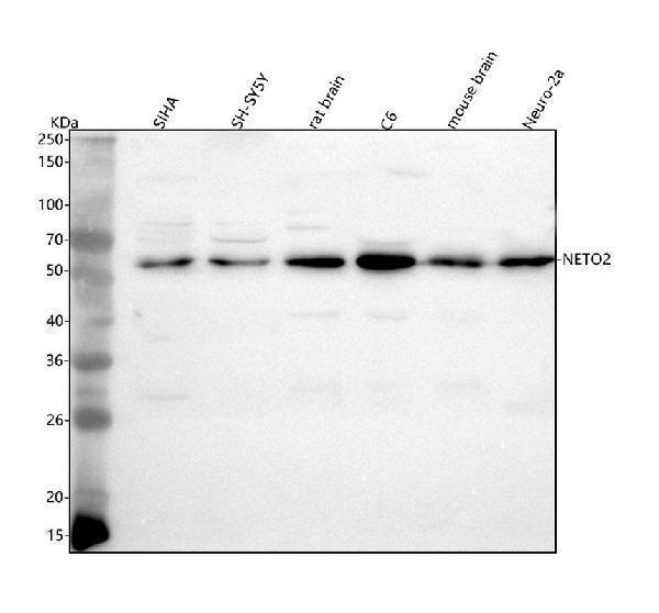 a09555 1 neto2 primary antibodies wb testing 1