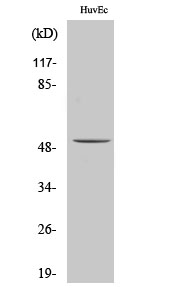 Western blotting validation for Anti-ALDH3B1 Antibody A09556
Western Blot (WB) analysis of specific cells using ALDH3B1 polyclonal antibody