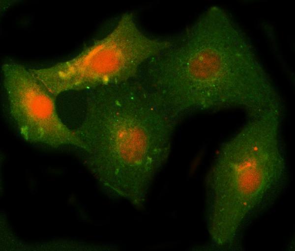 a09559 3 ncaph primary antibodies if testing 2