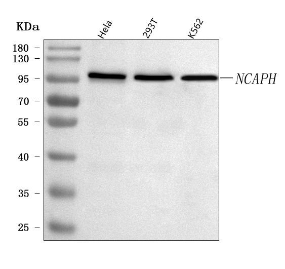 a09559 3 ncaph primary antibodies wb testing 1