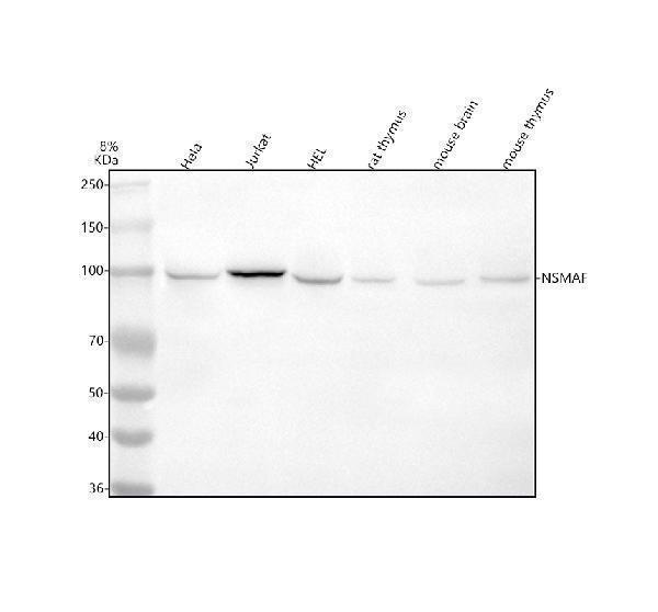  Western blot analysis of NSMAF using anti-NSMAF antibody (A09560)