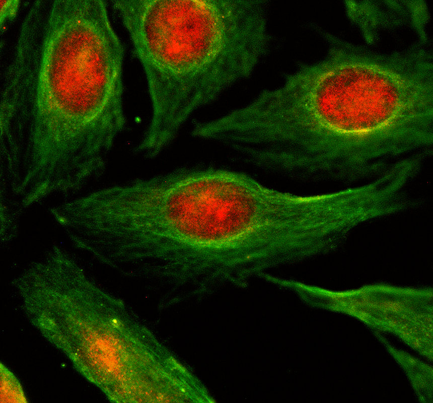 IF analysis of MDP1 using anti-MDP1 antibody (A09562-1) and anti-Alpha Tubulin antibody (M03989-3)
