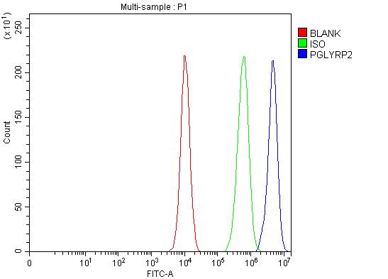  Flow Cytometry analysis of K562 cells using anti-PGLYRP2 antibody (A09568)