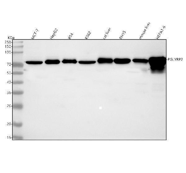  Western blot analysis of PGLYRP2 using anti-PGLYRP2 antibody (A09568)