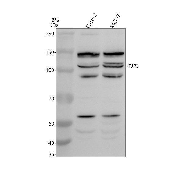 a09569 tjp3 primary antibodies wb testing 1