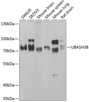 Western blot analysis of extracts of various cell lines, using UBASH3B antibody  at 1:1000 dilution