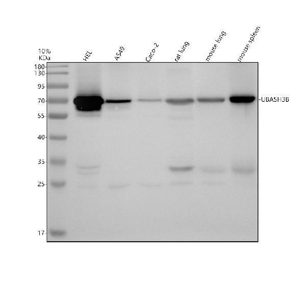 Western blot analysis of STS 1/UBASH3B using anti-STS 1/UBASH3B antibody (A09570-3)