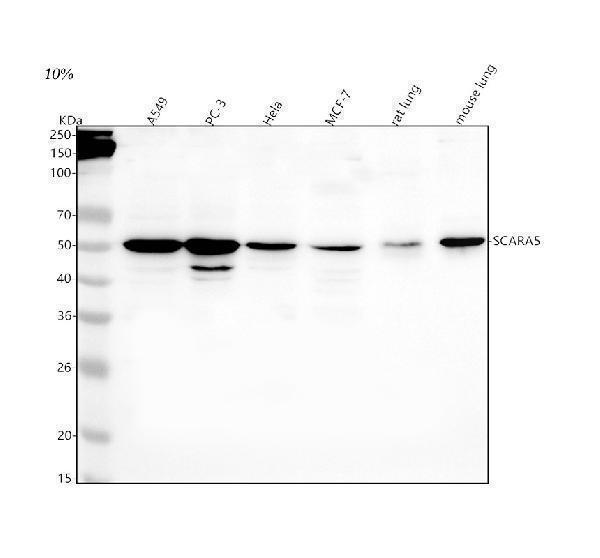 a09571 2 scara5 primary antibodies wb testing 1