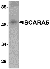 a09571 scara5 primary antibodies wb testing 1