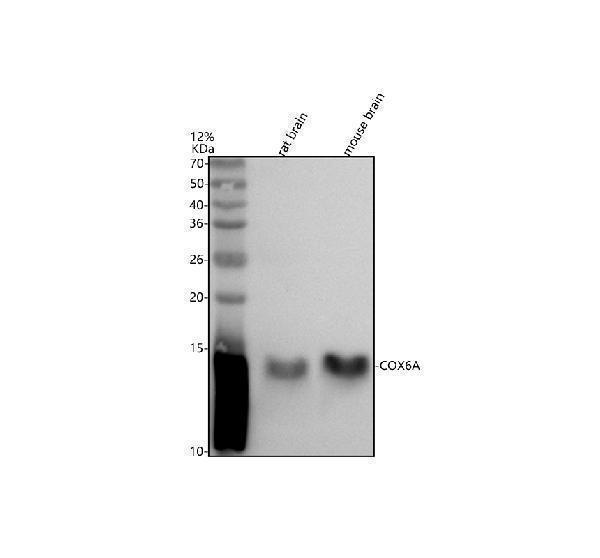  Western blot analysis of COX6A1 using anti-COX6A1 antibody (A09572-1)