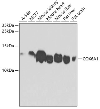 Western blot analysis of extracts of various cell lines, using COX6A1 antibody  at 1:1000 dilution