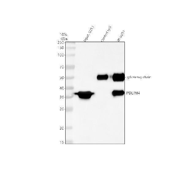 a09573 2 pdlim4 primary antibodies ip testing 5