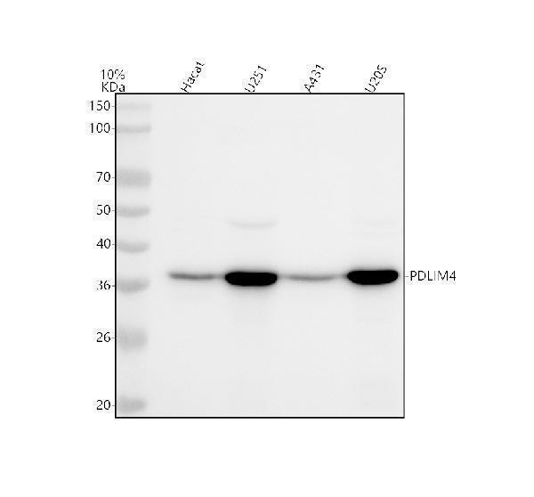 a09573 2 pdlim4 primary antibodies wb testing 1