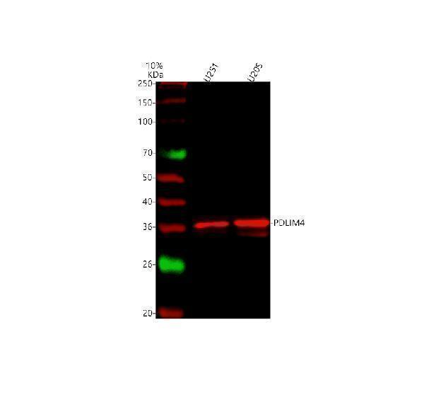 a09573 2 pdlim4 primary antibodies wb testing 4