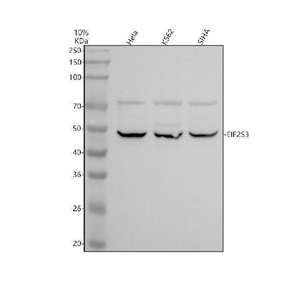 a09574 1 eif2s3 primary antibodies wb testing 1