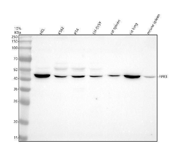 a09576 1 fpr3 primary antibodies wb testing 1