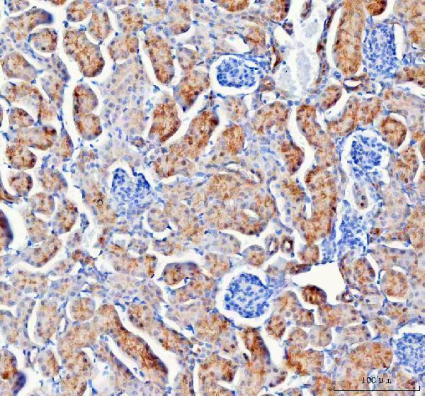 a09580 2 iars2 primary antibodies ihc testing 5