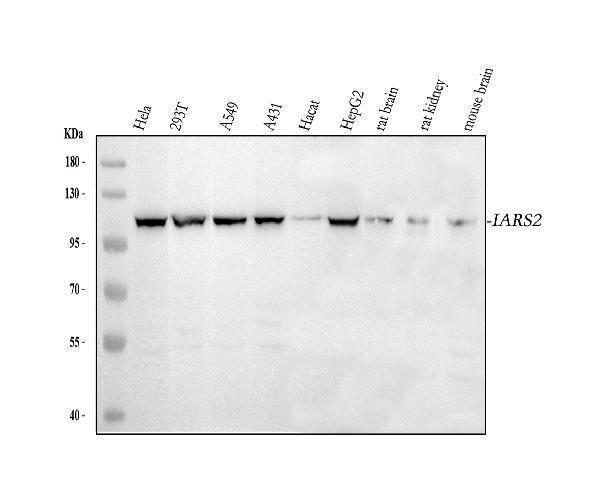  Western blot analysis of IARS2 using anti-IARS2 antibody (A09580-2)