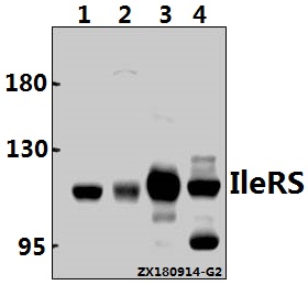 a09580y97 iars2 primary antiboties wb testing 1