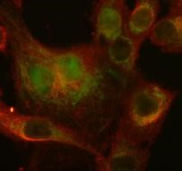 a09581 4 poldip2 primary antibodies if testing 1