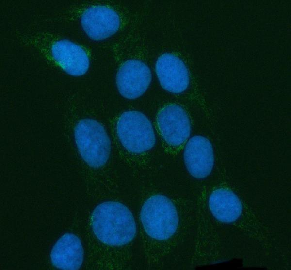  IF analysis of POLDIP2 using anti-POLDIP2 antibody (A09581-4)