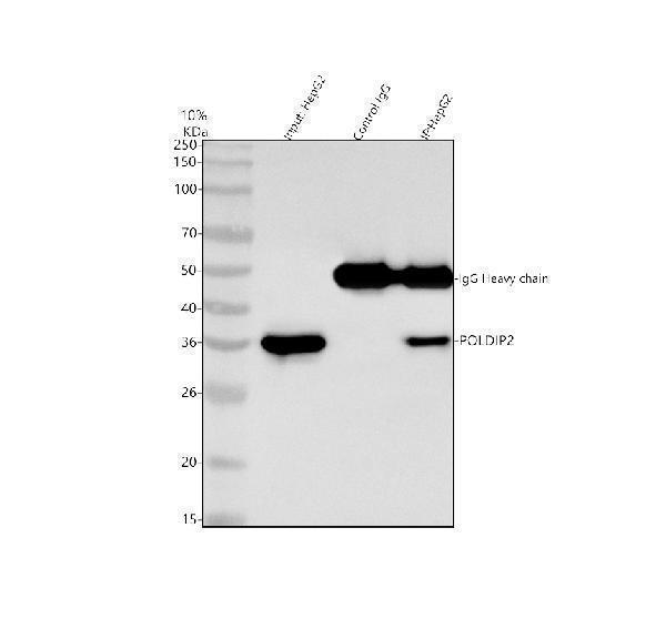  Immunoprecipitating POLDIP2 in HepG2 whole cell lysate