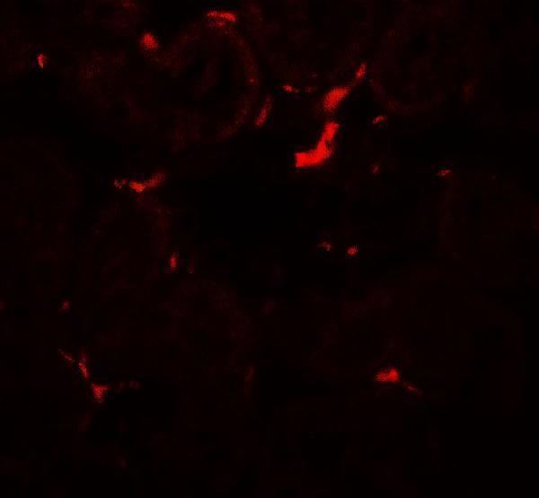 Immunofluorescence of TRIP12 in rat colon tissue with TRIP12 antibody at 20 μg/ml