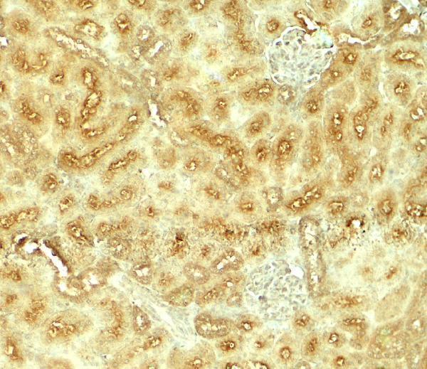 Immunohistochemistry of VEZT in rat kidney tissue with VEZT antibody at 5 μg/ml