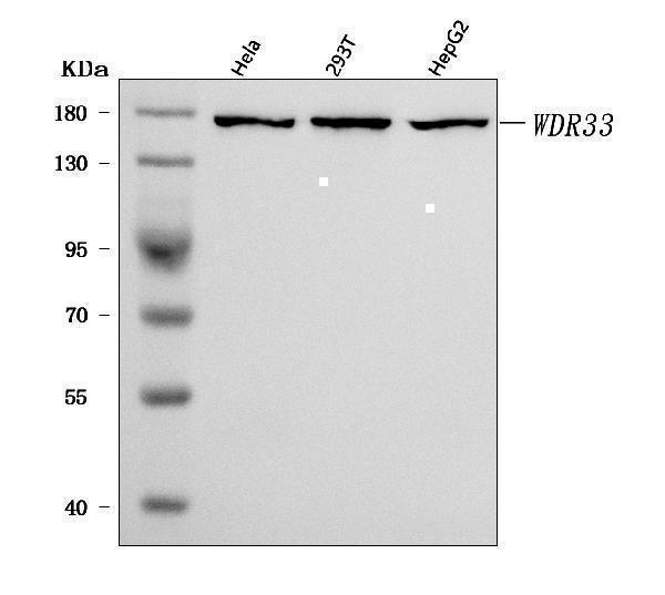  Western blot analysis of WDR33 using anti-WDR33 antibody (A09589-1)