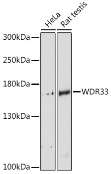 Western blot analysis of extracts of various cell lines, using WDR33 antibody