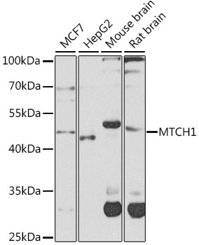 Western blot analysis of extracts of various cell lines, using MTCH1 antibody  at 1:1000 dilution