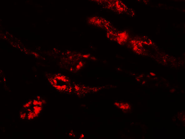 a09593 pear1 primary antibodies if testing 3