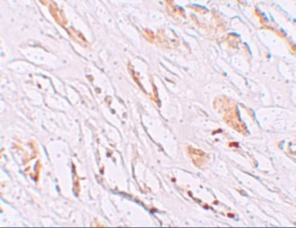 a09593 pear1 primary antibodies ihc testing 2