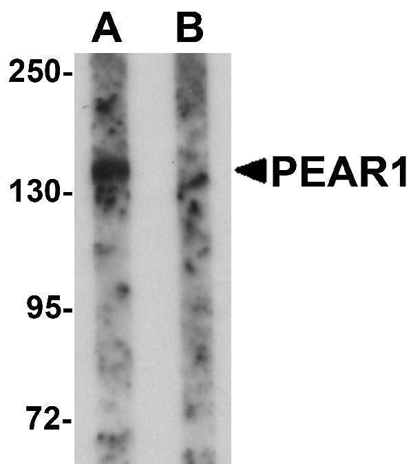 a09593 pear1 primary antibodies wb testing 1