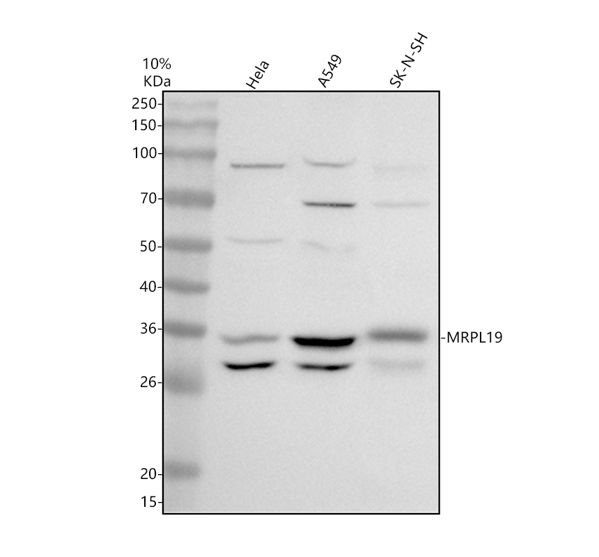 a09595 1 mrpl19 primary antibodies wb testing 1