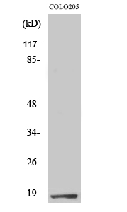 a09601 1 tceal1 primary antibodyes wb testing 1