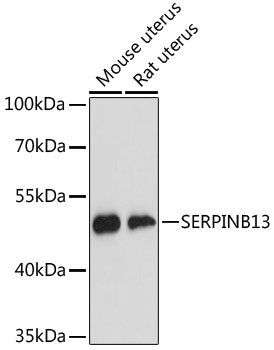 a09602 serpinb13 primary antiboties wb testing 1