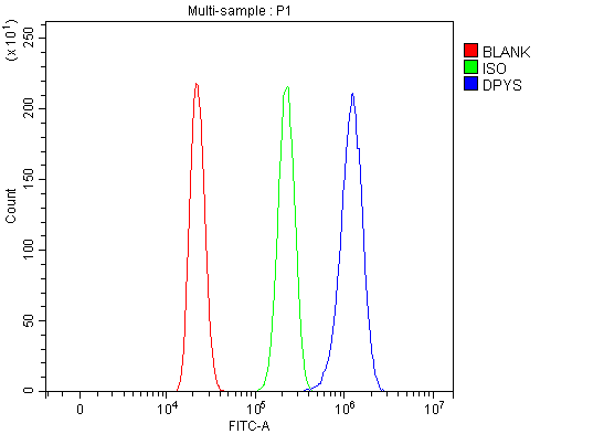 Flow Cytometry analysis of HL-60 cells using anti-DPYS antibody (A09603-1)