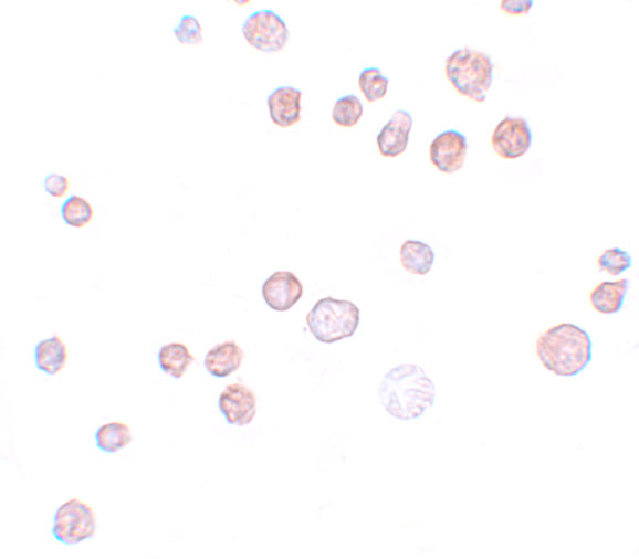 a09605 frem1 primary antibodies icc testing 2