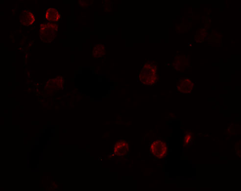 a09605 frem1 primary antibodies if testing 3