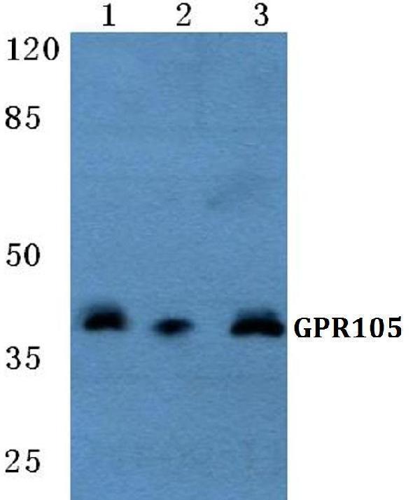 a09607 1 p2ry14 primary antiboties wb testing 1