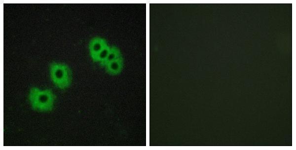 a09607 p2ry14 primary antibodies if testing 1