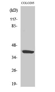a09607 p2ry14 primary antibodies wb testing 2